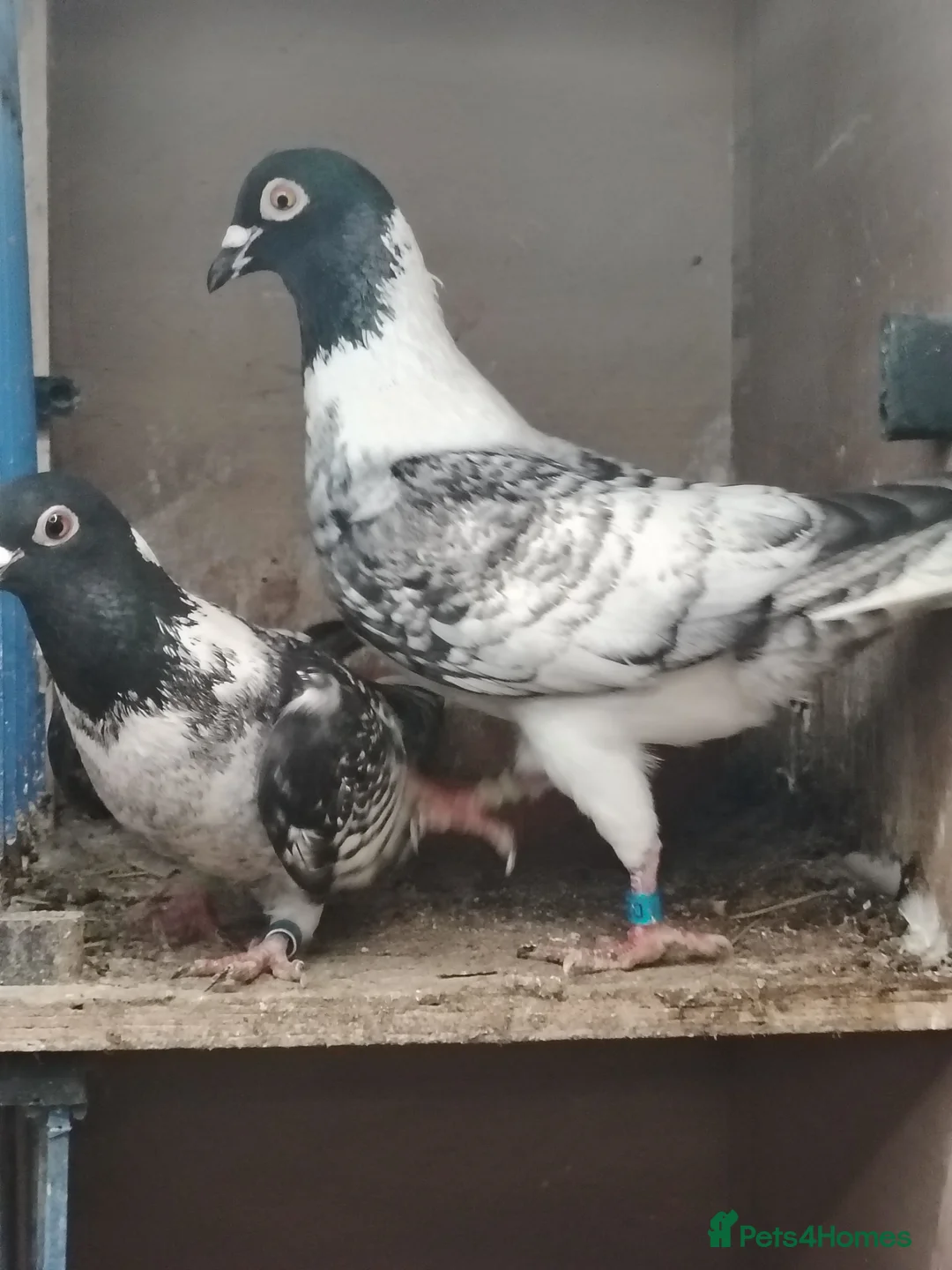 Pigeons birds for sale: pencil racing pigeon  - Advert 2