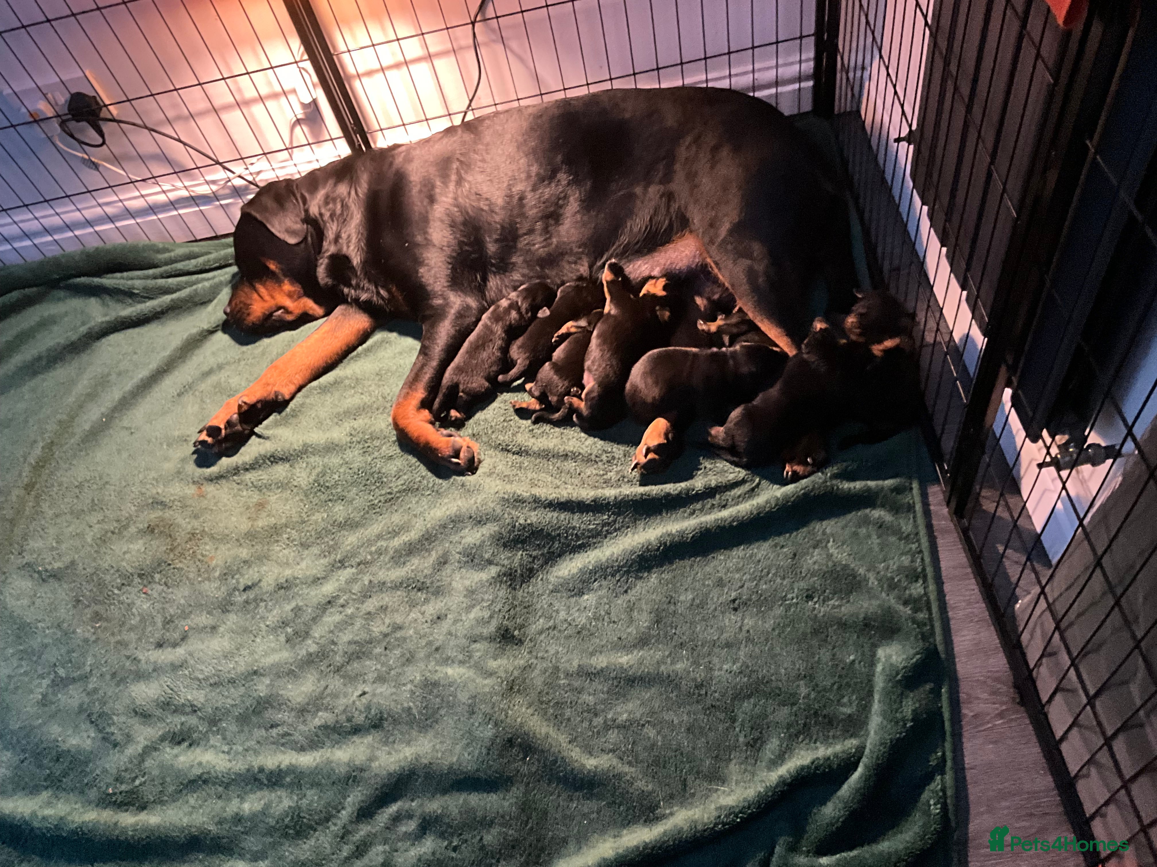 Rottweiler dogs Rottweiler puppies - Advert 1