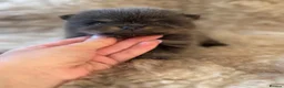 Pomeranian dogs for sale: Exclusive Stunning KC reg Teddy Bear Poms - Advert 23