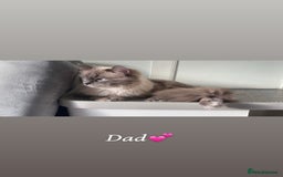Ragdoll cats for sale: Pure ragdolls  - Image 13
