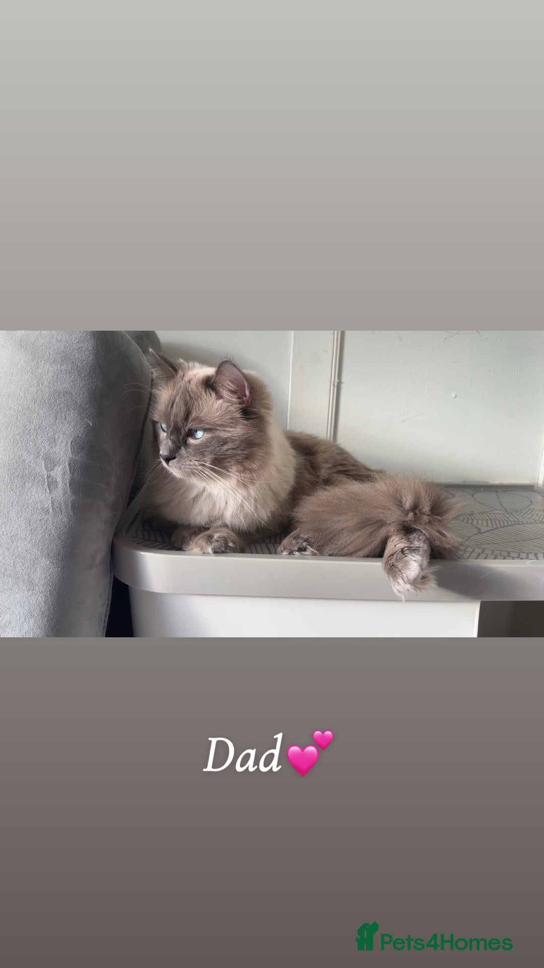 Ragdoll cats for sale: Pure ragdolls  - Image 13
