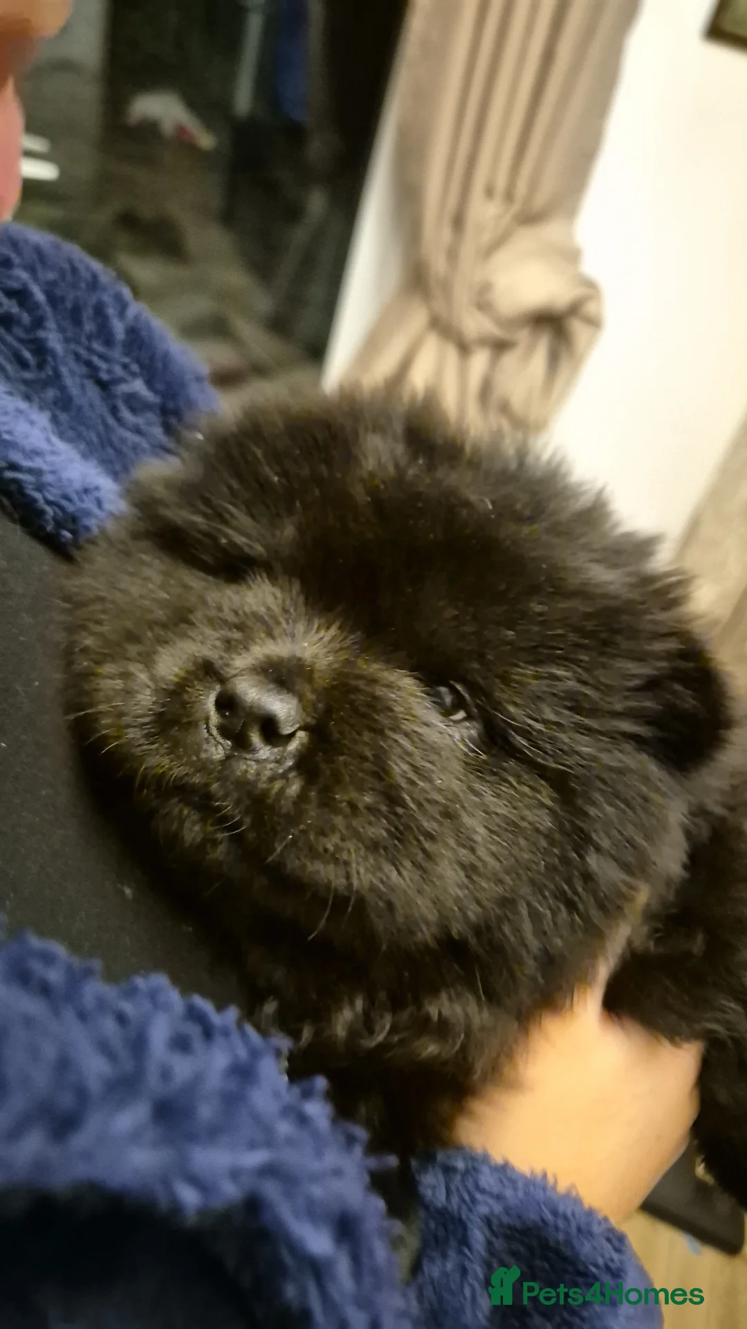Chow Chow dogs for sale: Stunning Chow Chow Puppies Luxi Chow × Royal Chows - Advert 10