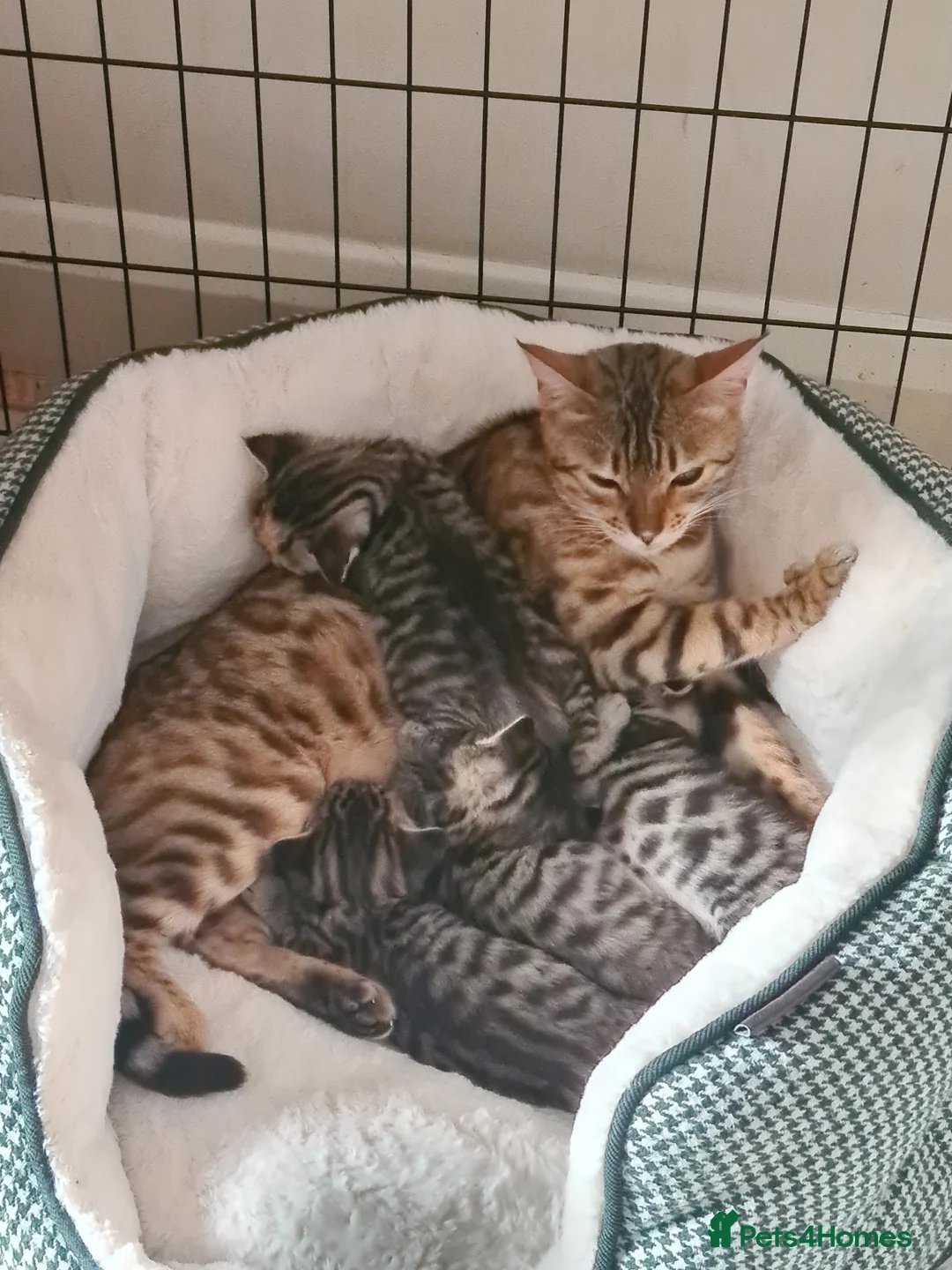 Bengal cats for sale: Kittens x bengal  - Advert 1