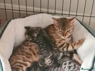 Bengal cats Kittens x bengal - Advert 1