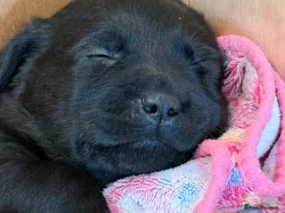 Labrador Retriever dogs Beautiful litter of Labrador puppies for sale - Advert 11