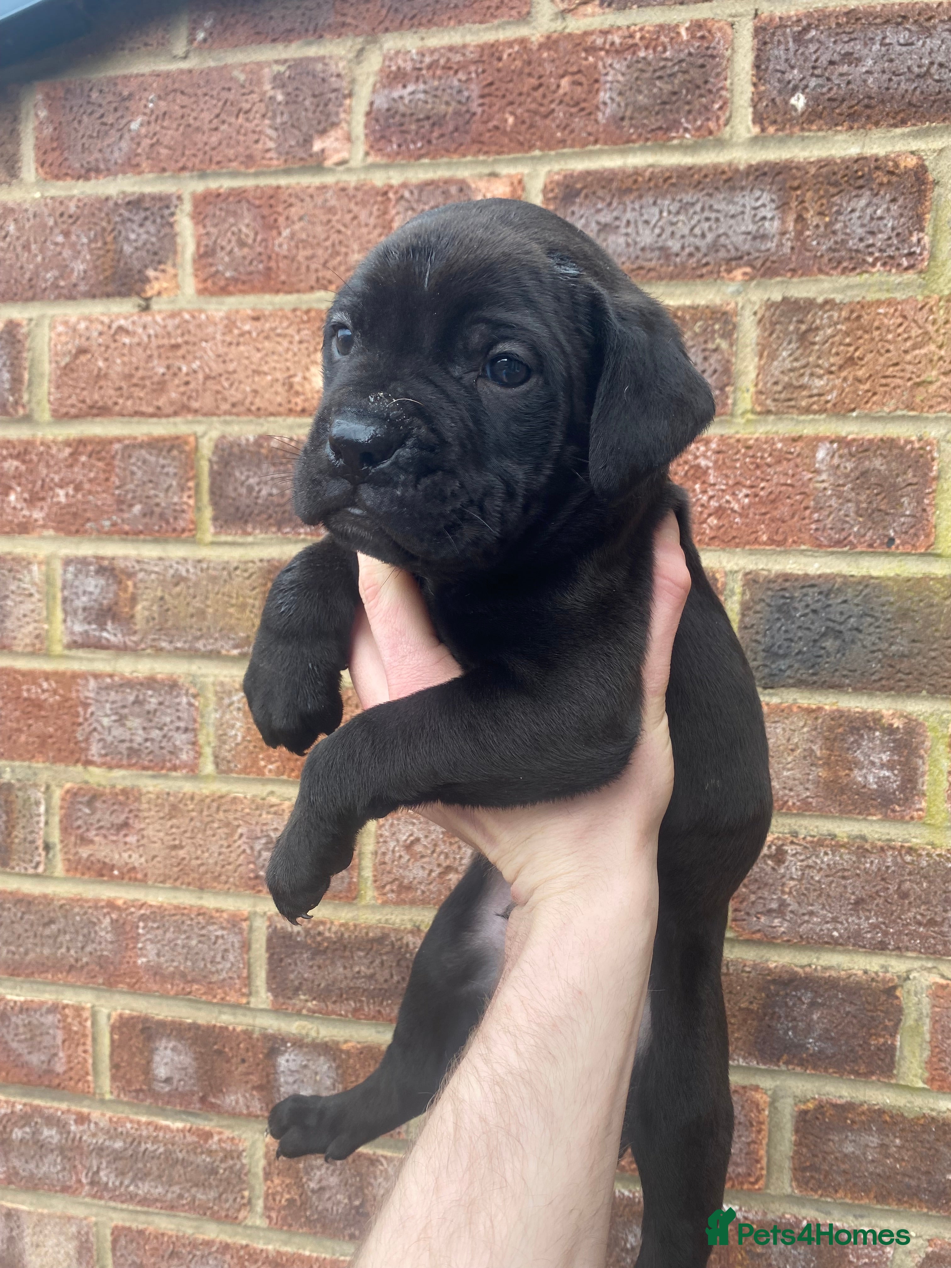 Cane Corso dogs Cane Corso Puppies - Advert 7