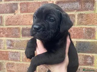 Cane Corso dogs Cane Corso Puppies - Advert 7