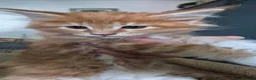 Maine Coon cats for sale: Maine Coon Boy - Advert 3
