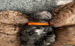 Cockapoo dogs for sale: Stunning F1b cockapoos - Image 6