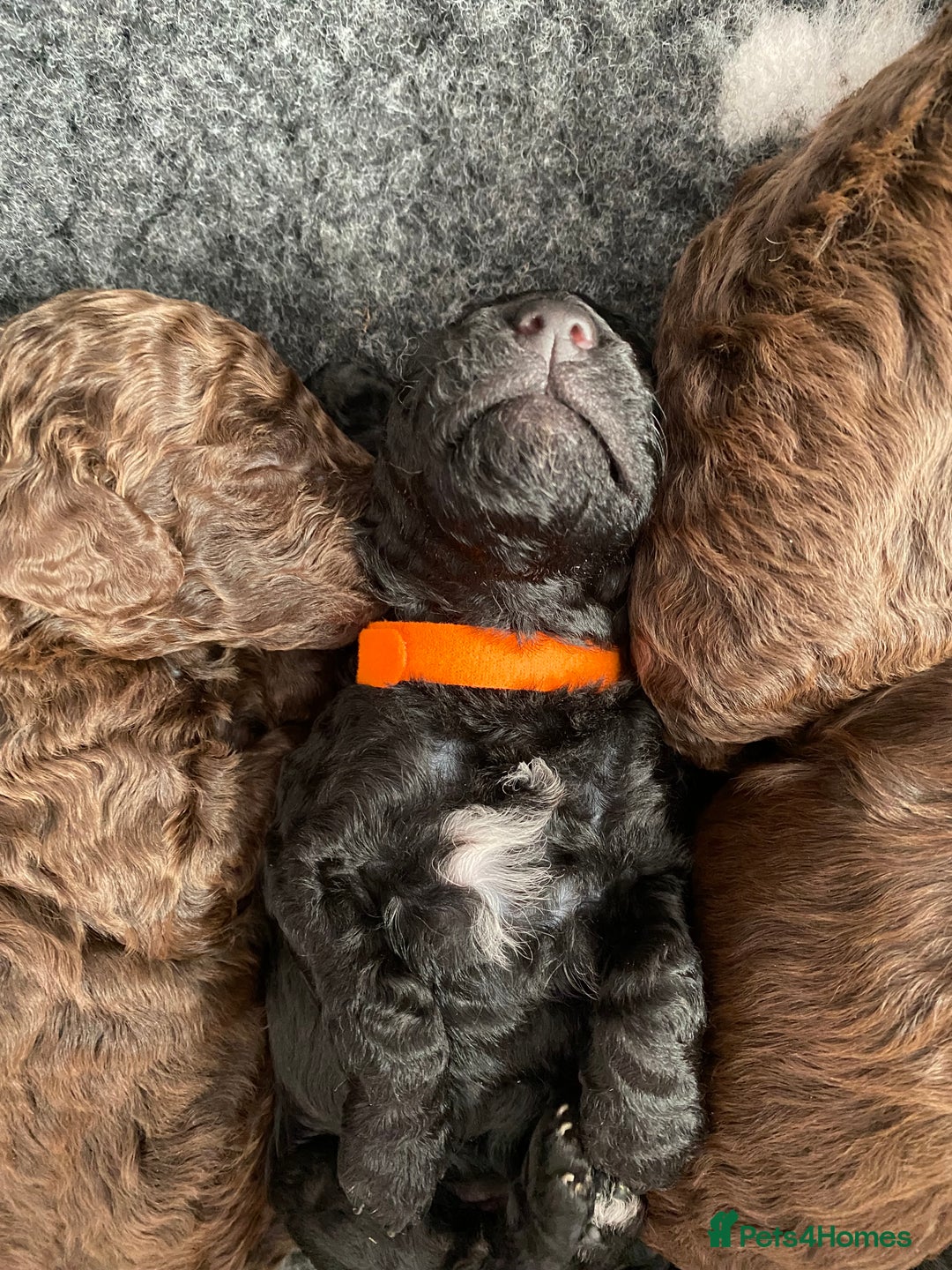 Cockapoo dogs for sale: Stunning F1b cockapoos - Image 6