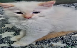 Ragdoll cats for sale: Stunning Big Rare Flame Point Ragdoll Kitten  - Image 5