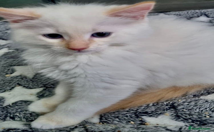 Ragdoll cats - Advert 2