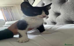 American Shorthair cats for sale: kittens - £30 not £50 but won’t let me enter less! - Image 3