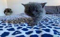 Scottish Fold cats for sale: Scottish Fold kittens for sale 3 Girls 2 Boys  - Advert 12