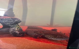 Axolotl reptiles for sale: Axolotl for Sale - Advert 4