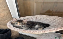 Maine Coon cats for sale: Maine coons - Image 10