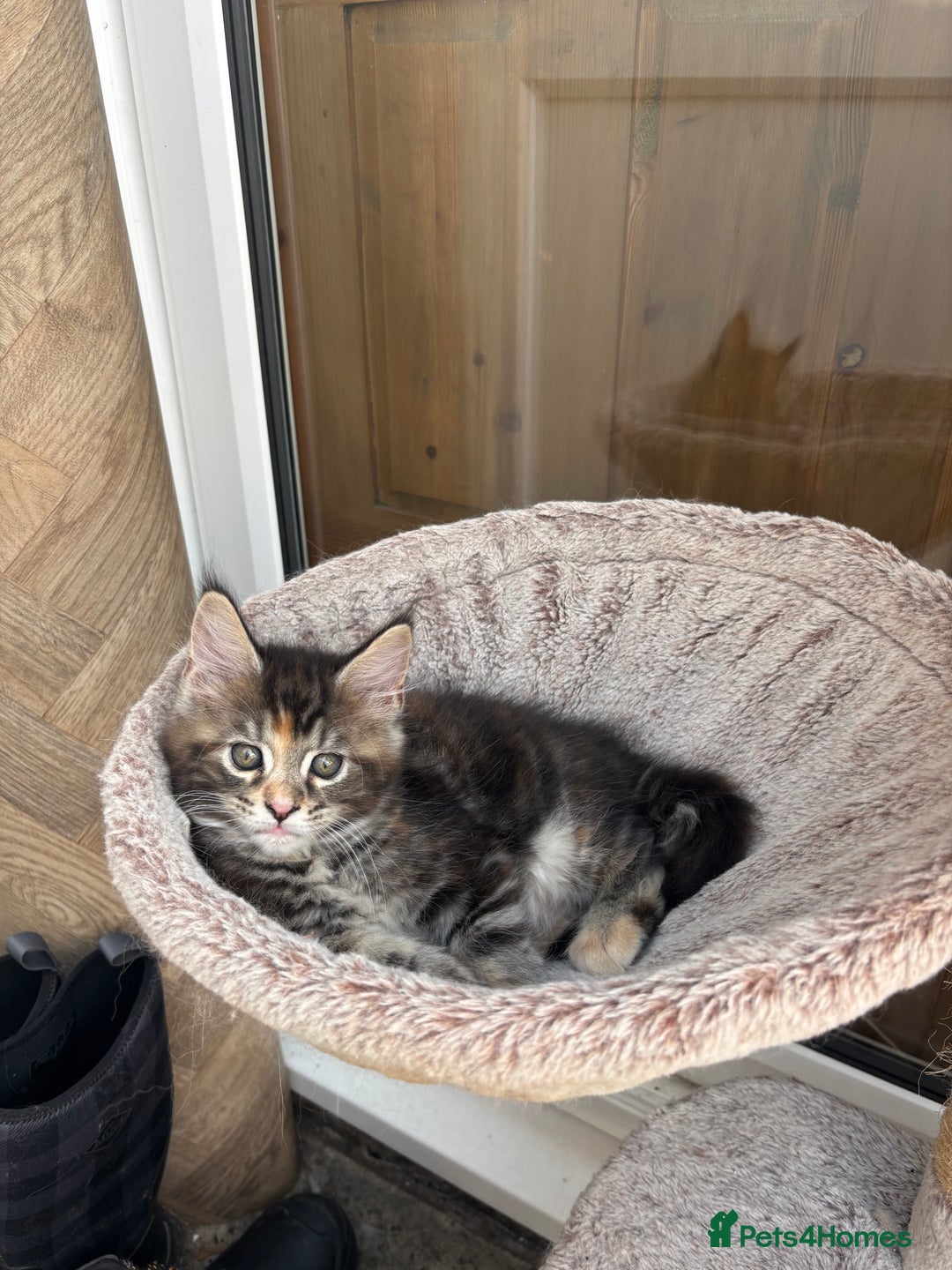 Maine Coon cats for sale: Maine coons - Image 10