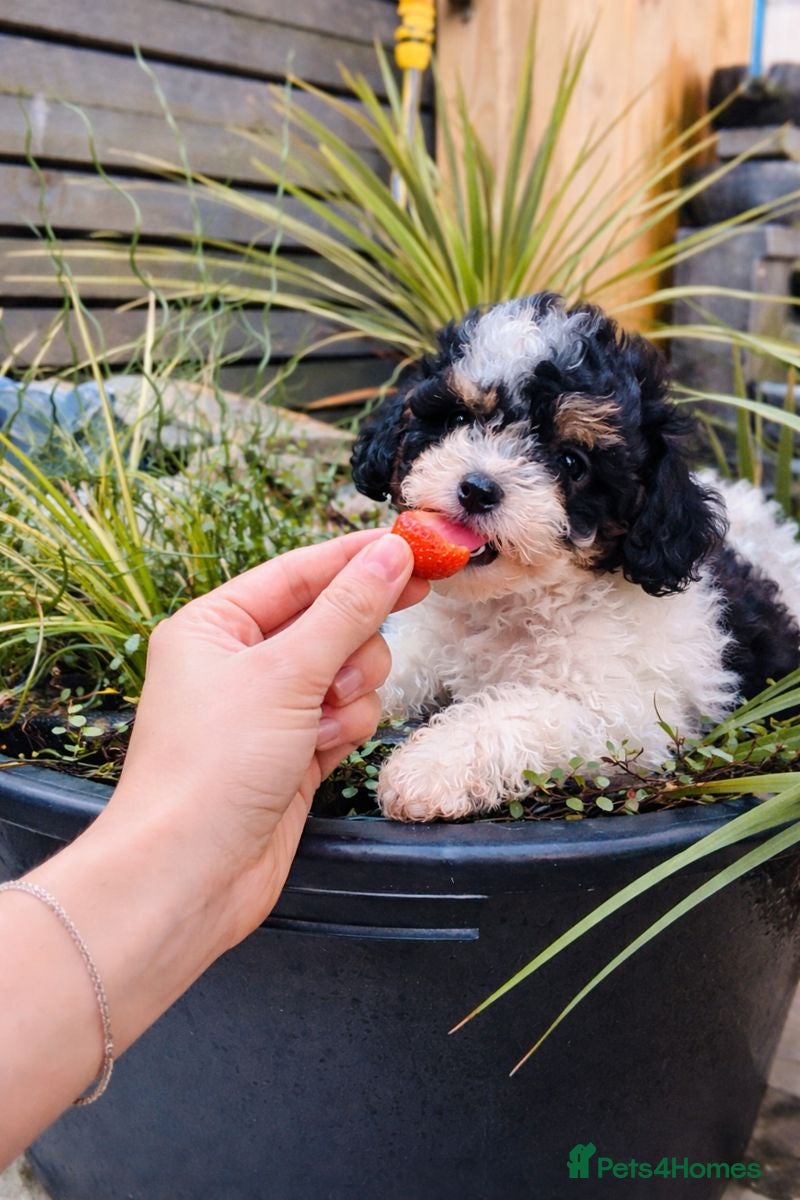 Cavapoo dogs Stunning toy cavapoo puppies  - Advert 5