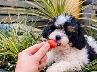 Cavapoo dogs Stunning toy cavapoo puppies - Advert 5