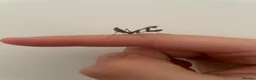Mixed Breed invertebrates for sale: Mixed Centipede, mantis, and spiders  - Advert 10