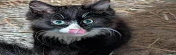 Mixed Breed cats for sale: Seven Shorthaired Kittens – To Sell - Advert 4
