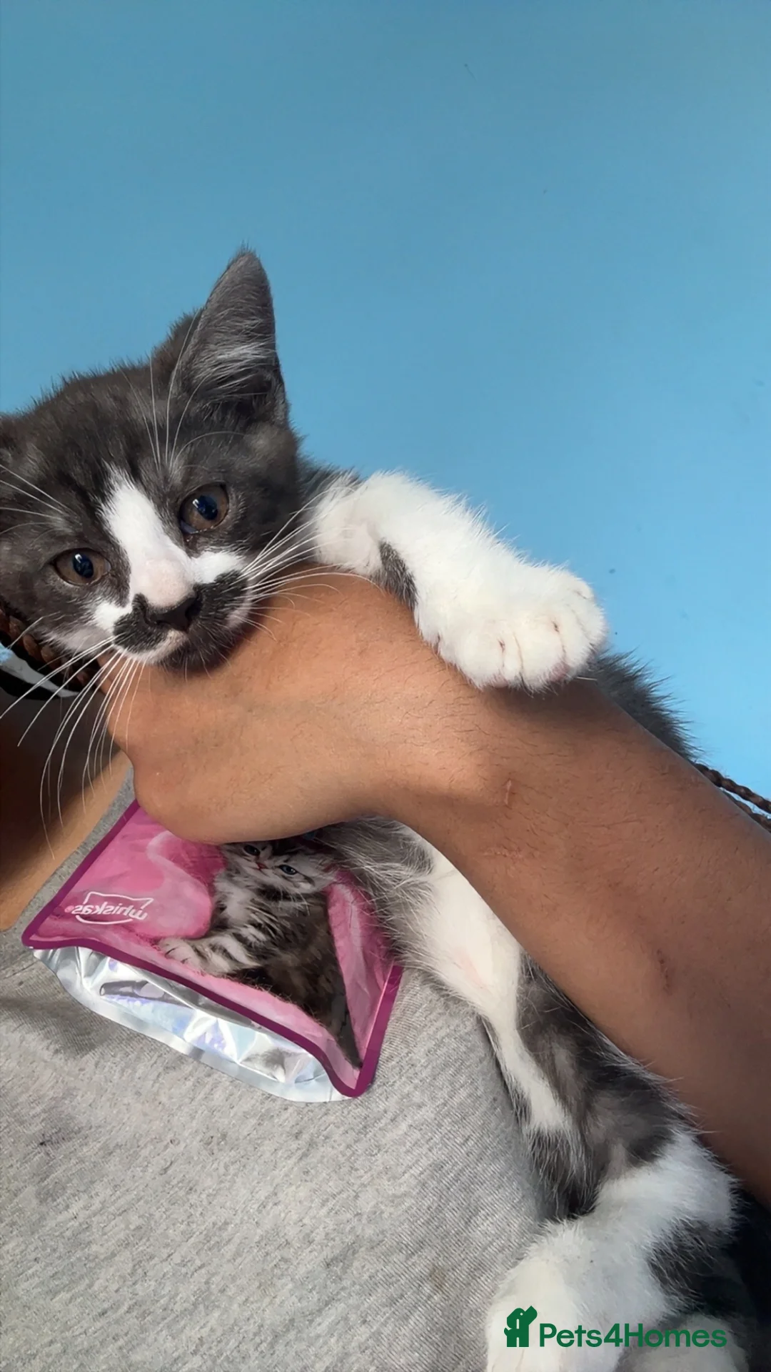 British Shorthair cats for sale: URGENT Beautiful British Shorthair mixed kittens  - Advert 2