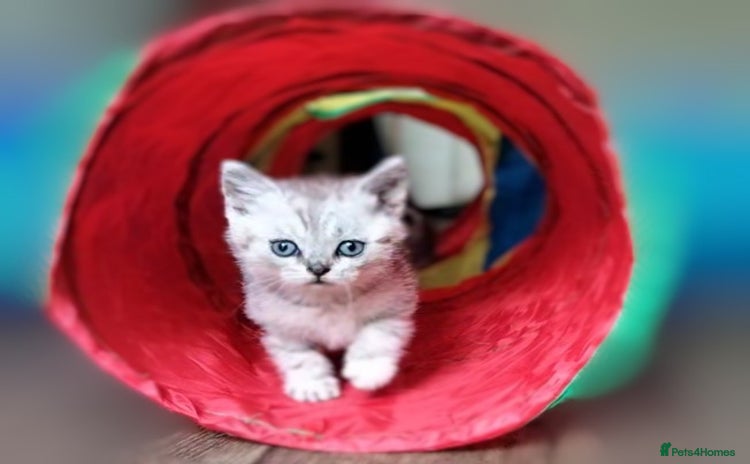 British Shorthair cats - Advert 10
