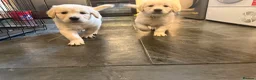 Golden Retriever dogs for sale: KC Registered Golden Retriever puppies.  - Advert 16