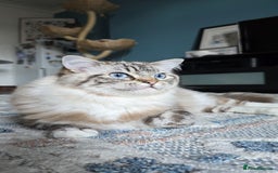 Ragdoll cats for sale: Beautiful kittens looking for their forever home - Image 13