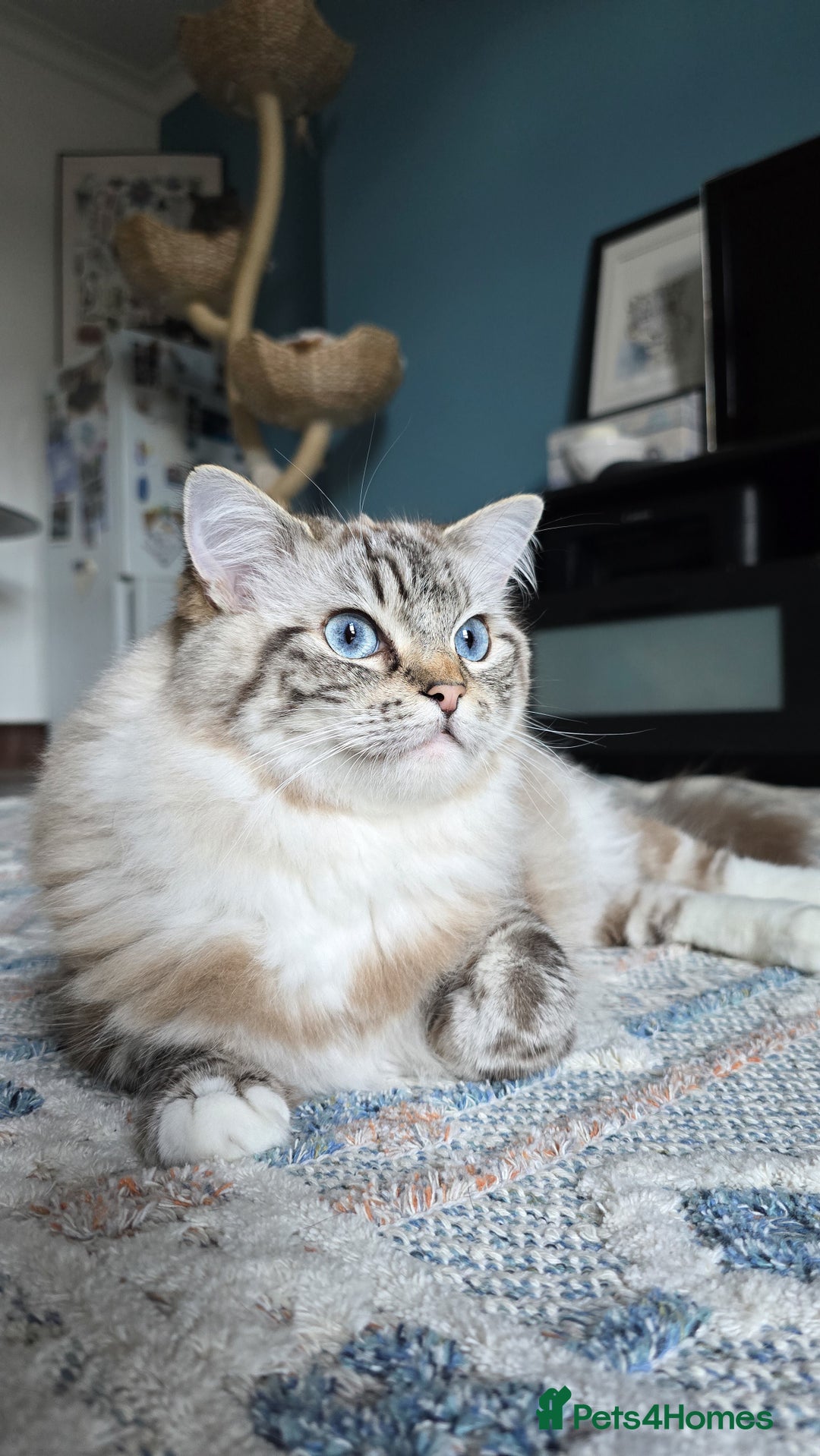 Ragdoll cats for sale: Beautiful kittens looking for their forever home - Image 13