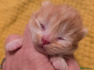 British Shorthair cats TICA registered British shorthair kittens - Advert 7