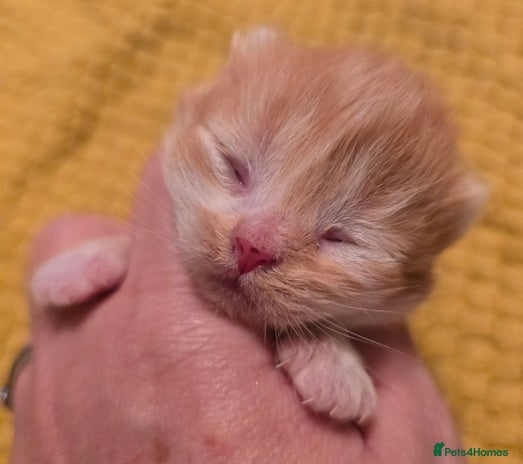 British Shorthair cats TICA registered British shorthair kittens - Advert 2