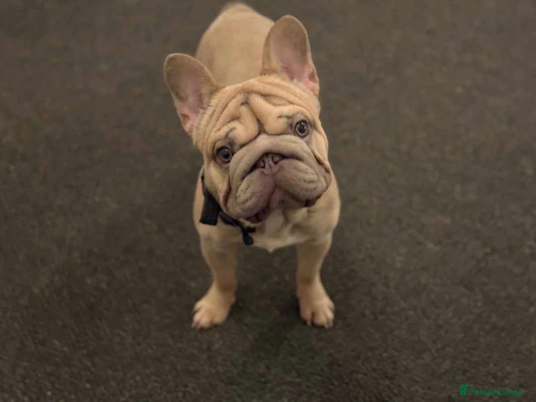 French Bulldog dogs for sale: French bulldog for rehoming in Oldbury - Advert 2