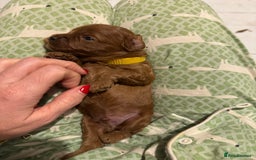 Cavapoo dogs for sale: Cavapoo puppies fully health tested parents - Image 32