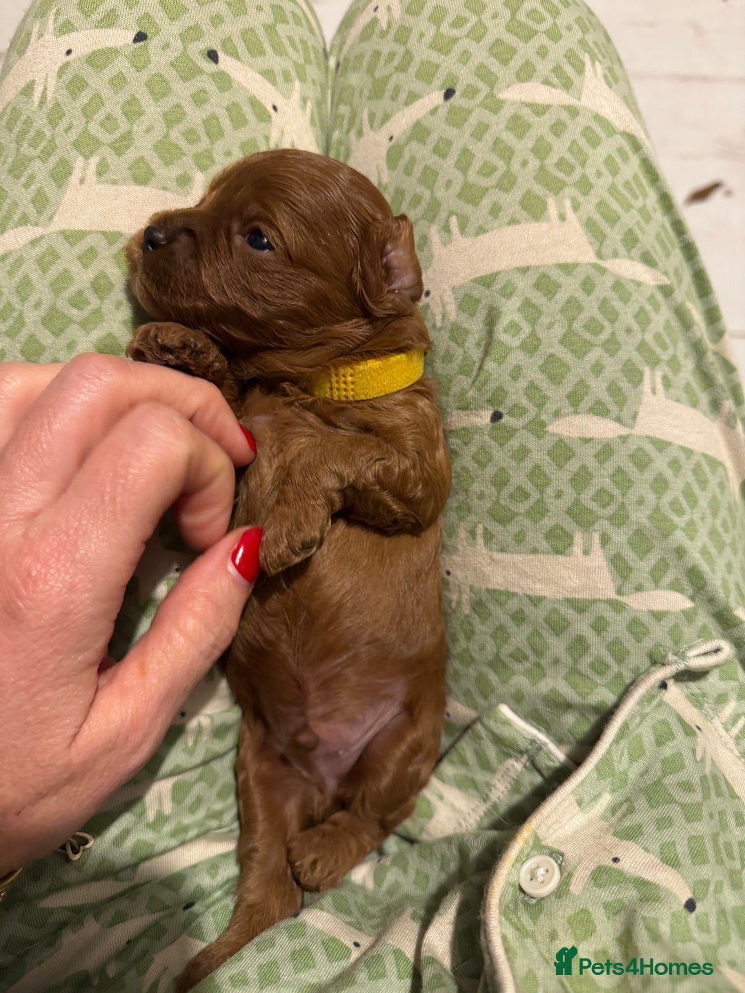 Cavapoo dogs for sale: Cavapoo puppies fully health tested parents - Image 32