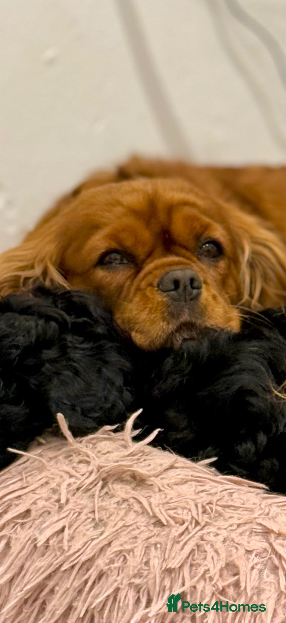 Cavalier King Charles Spaniel dogs Beautiful Ruby cavalier for retirement home - Advert 1