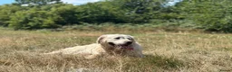 Golden Retriever dogs for sale: Golden Retriever 2 Year Old Loving Home Wanted  - Advert 4