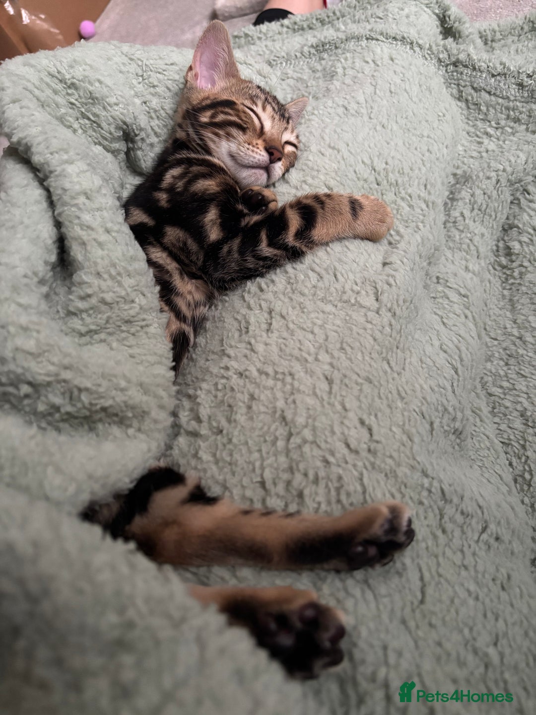 Bengal cats for sale: Stunning Bengal Kitten - Advert 11