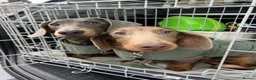 Dachshund dogs for sale: Lovely Pair Dachshunds Looking for a Forever Home in Derby - Advert 16