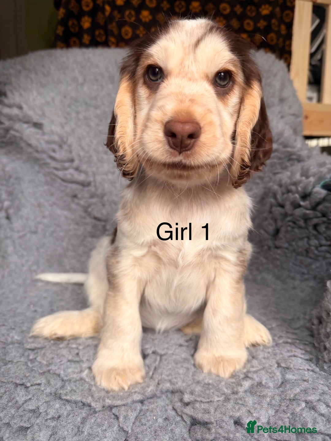 Cocker Spaniel dogs for sale: Show cocker spaniels  - Advert 6