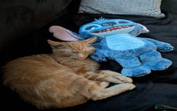 British Longhair cats for sale: Ginger male kitten for rehoming!  - Image 4