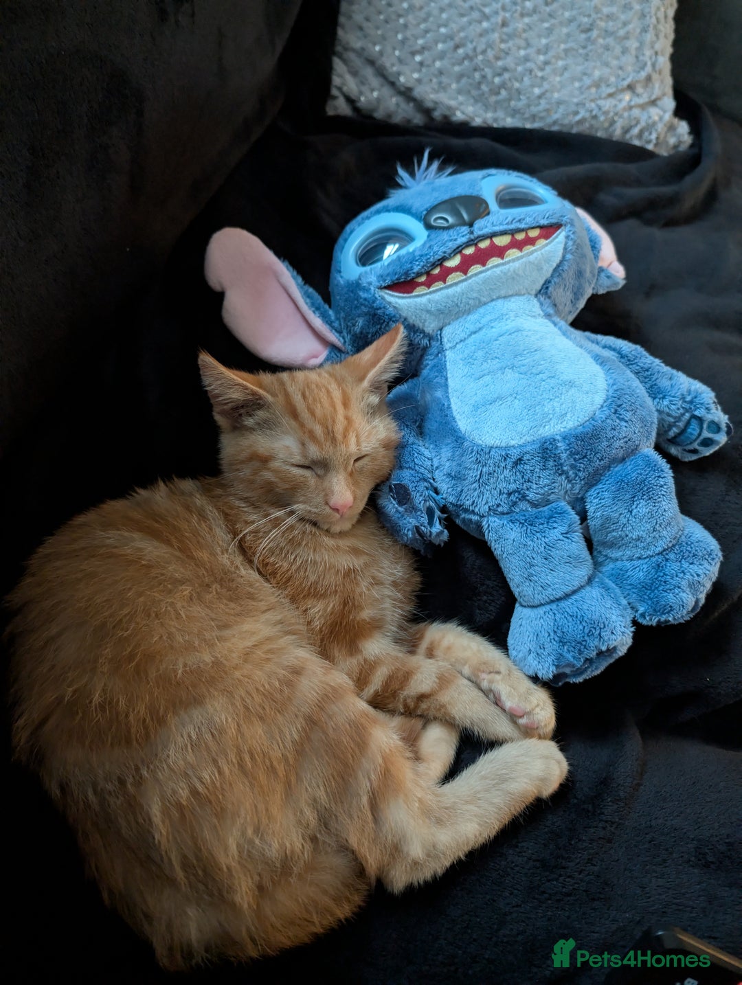British Longhair cats for sale: Ginger male kitten for rehoming!  - Image 4