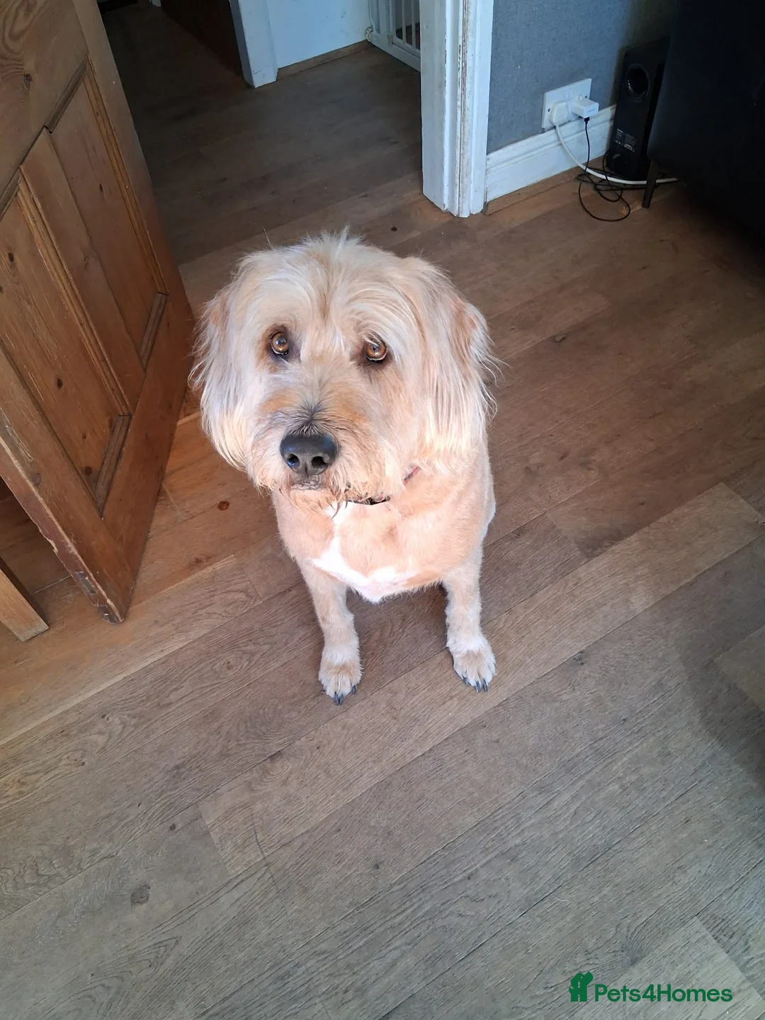 Mixed Breed dogs for adoption: Odi - Griffon cross looking for his forever home in Burton-on-Trent - Advert 1