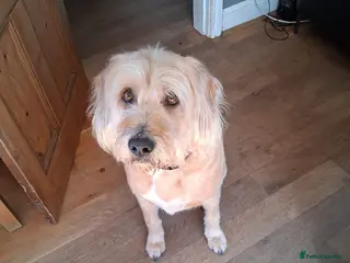 Mixed Breed dogs Odi - Griffon cross looking for his forever home - Advert 1