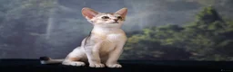 Abyssinian cats for sale: Buddy-Silver Abyssinian boy-Available-TOP quality - Advert 3
