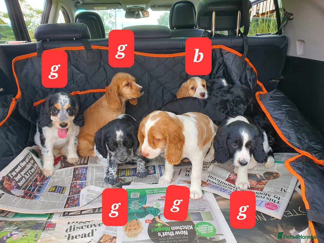 Cocker Spaniel dogs for sale: Cocker Spaniel puppies - Image 10