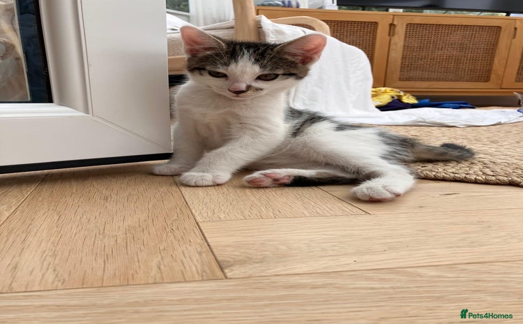 Mixed Breed cats - Advert 10