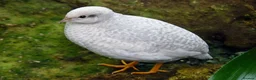 Quail poultry for sale: Button quail - Advert 4