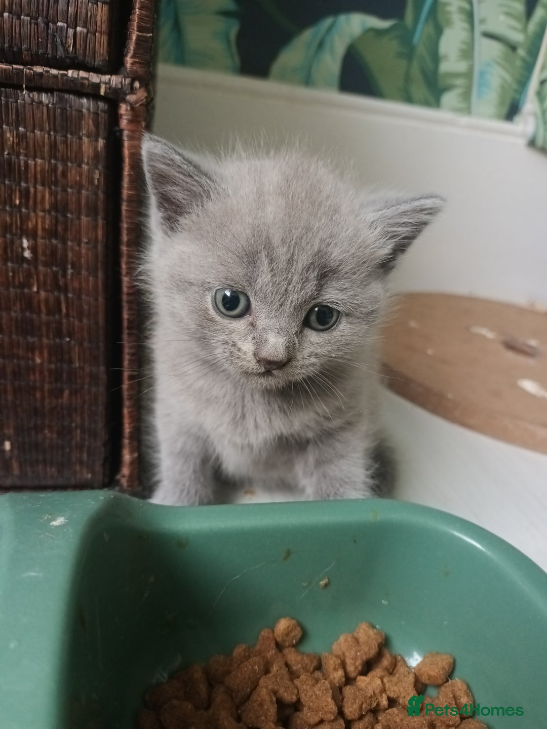British Shorthair cats for sale: British shorthair kittens - Image 1