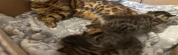 Bengal cats for sale: Gorgeous pedigree bengal male  - Advert 6